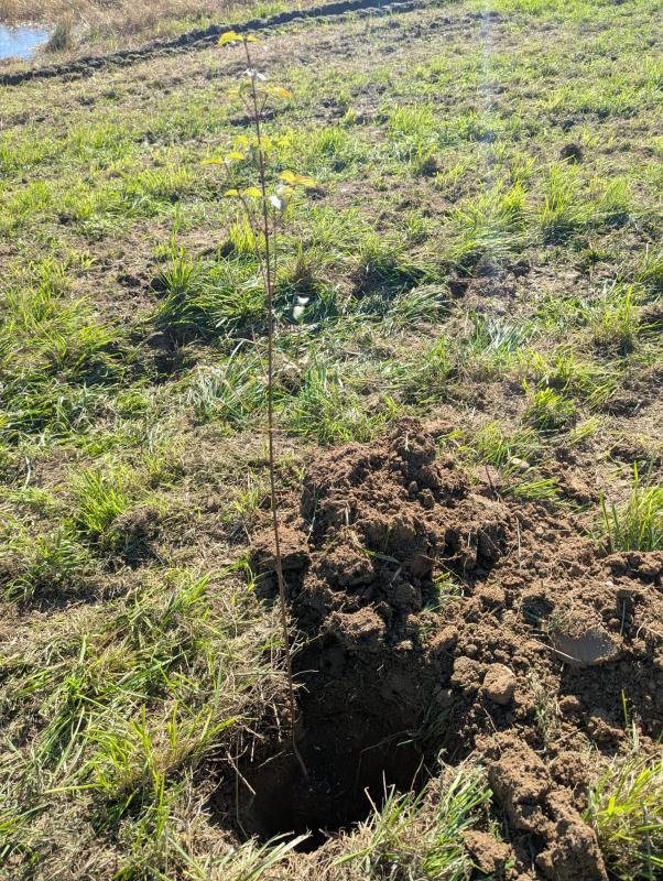 Reconice Sustainability has deep roots