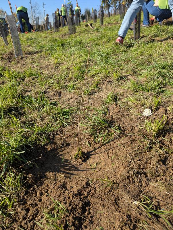 Reconice Sustainability has deep roots