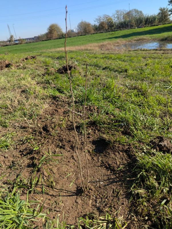 Reconice Sustainability has deep roots